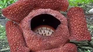 Раффлезия   самый большой цветок в мире