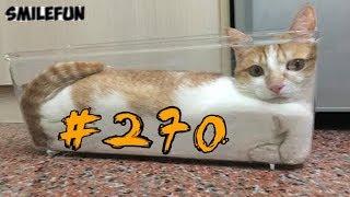 ПРИКОЛЫ 2019 КОТЫ Приколы с кошками Cмешные коты Funny Cats