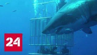 Акулы все чаще заплывают в Россию - Россия 24