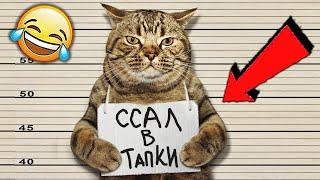 СМЕШНЫЕ ЖИВОТНЫЕ 2020 / ПРИКОЛЫ КОТЫ СОБАКИ, ЛУЧШИЕ ПРИКОЛЫ с Кошками и Собаками Funny Cats
