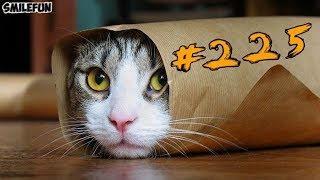 КОШКИ 2019 Смешные коты и котики, приколы про котов до слез – Смешные кошки – Funny Cats