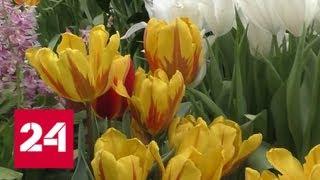 Посмотреть на весну: в Аптекарском огороде расцвели тюльпаны - Россия 24