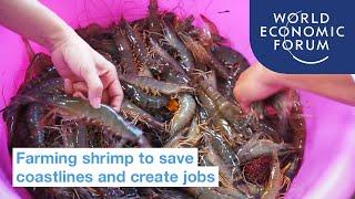 Farming shrimp can restore our coastlines and create jobs | Ways to Change the World
