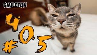 СМЕШНЫЕ КОШКИ И КОТЫ 2021 КОШКИ  ПРИКОЛЫ С КОТАМИ И КОШКАМИ Funny Cats