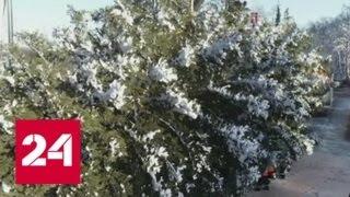 Главную елку страны привез в Кремль сам Дед Мороз - Россия 24