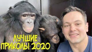ШОК, САМАЯ СМЕШНАЯ ОБЕЗЬЯНА шимпанзе в мире !Смотреть всем! Лучшие приколы с животными 2020