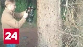 Экологи отмечают нашествие сибирского шелкопряда в Томске - Россия 24