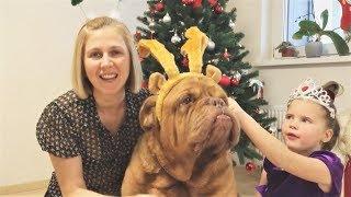 Новогодние приколы с животными 2018 FUNNY ANIMALS COMPILATION 面白い犬と猫 lustige Tiere