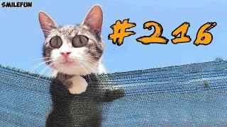 Смешные коты и котики, приколы с котов до слез – Смешные кошки – Funny Cats 2019