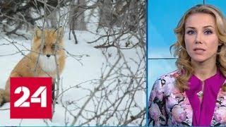 "Погода 24": нашествие голодных лис поразило жителей Сахалина - Россия 24