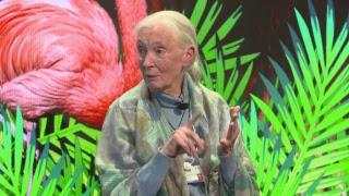 Close Encounters with Jane Goodall and Skye Meaker