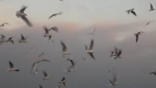 DSCN6623