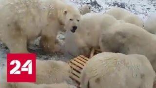 Белые медведи ушли по льду: на Новой Земле сняли режим ЧС - Россия 24