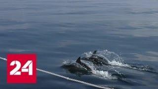 Ученые Российской Академии наук в этом году проведут аэронаблюдение за дельфинами в Чёрном море - …