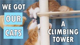 We got our cats a climbing tower