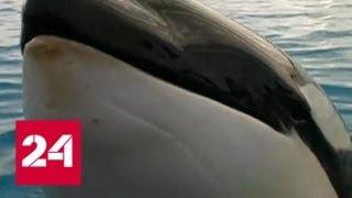 Зоозащитники выступили против отлова касаток и белух в Охотском море - Россия 24