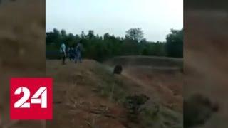 Самонадеянный индиец заплатил жизнью за селфи с раненным медведем. Видео - Россия 24