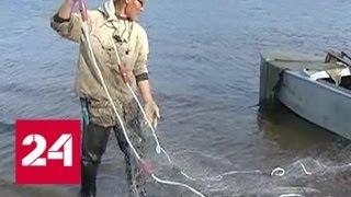 Новый закон о рыбалке: сети запрещены, но только не на Дальнем Востоке и в Сибири - Россия 24