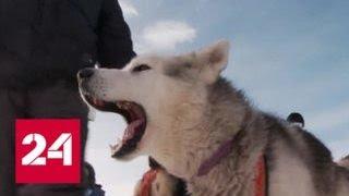 "Берингия-2018": на Камчатке началась самая протяженная в мире гонка на собачьих упряжках - Россия…