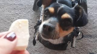 Собака пробует сыр