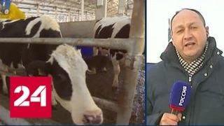 В крупнейший молочный комплекс России коров привезли из Германии и Нидерландов - Россия 24