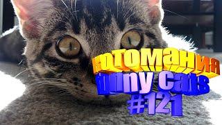 Смешные коты | Приколы с котами | Видео про котов | Котомания # 121