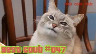 Лучшие приколы Coub видео #047| Best Coub Compilation #047
