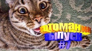 Смешные коты | Приколы с котами | Видео про котов | Котомания #7