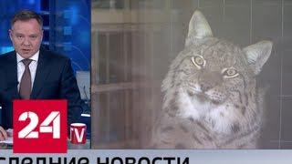 Проект закона, запрещающий содержать дома диких животных, внесен в Госдуму - Россия 24