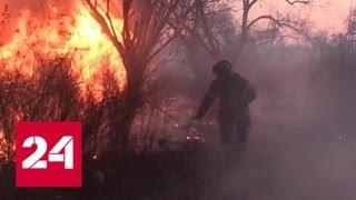Лесные пожары: большинство возгораний - из-за неосторожного обращения с огнем - Россия 24