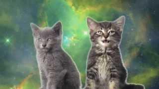 Космические коты