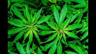 Pot stocks pop ahead of U.S., UN votes on cannabis legalization  CRON CGC APHA CRON GRWG HEXO SNDL