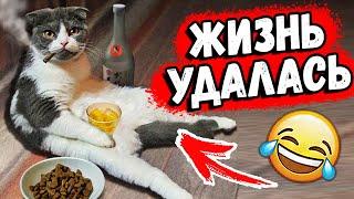 ПРИКОЛЫ с КОТАМИ 2020 / Смешные Животные / Коты и Кошки Я РЖАЛ ЦЕЛЫЙ ЧАС