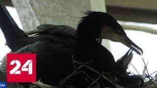 В Московском зоопарке вылупились птенцы больших бакланов - Россия 24