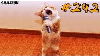 КОТЫ 2019 Смешные коты и котики, приколы с котов до слез – Смешные кошки – Funny Cats Выпуск 242
