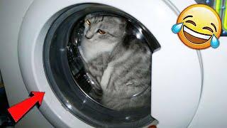 СМЕШНЫЕ ЖИВОТНЫЕ 2020 / ПРИКОЛЫ КОТЫ СОБАКИ, ЛУЧШИЕ ПРИКОЛЫ с Кошками и Собаками Funny Cats