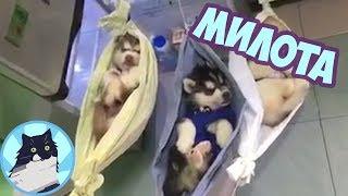 МИЛОТА 