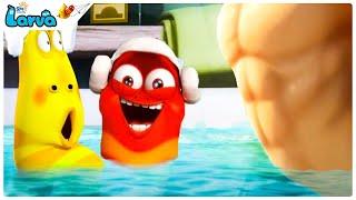 Swimming Coach - Larva Season 3 | Larva Island | мультфильмы для детей | мультики на русском