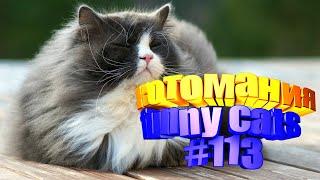Смешные коты | Приколы с котами | Видео про котов | Котомания # 113