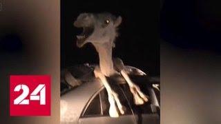 Верблюд стал жертвой ДТП. Видео из Индии - Россия 24
