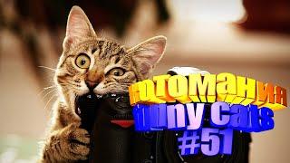 Смешные коты | Приколы с котами | Видео про котов | Котомания # 51
