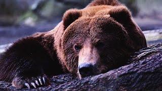 Фильм "Медведь" (Аюу) Bear