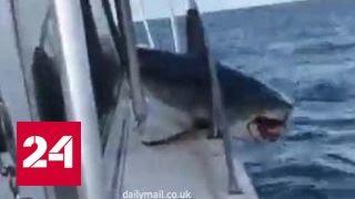 Акула запрыгнула на рыбацкий катер: видео