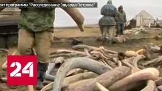 Миллионы из вечной мерзлоты: как контрабандисты зарабатывают на костях мамонтов - Россия 24
