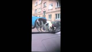 Наглый кошак ( для поднятия настроения )