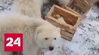Новую Землю атакуют белые медведи - Россия 24