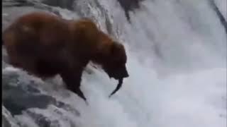 шок медведь несмортя ни на что помогает невинным рыбка не утонуть вот таким медведям респект