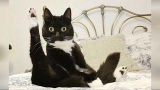 ПРИКОЛЫ С КОТАМИ ИНТЕРЕСНЫЕ МОМЕНТЫ С ЖИВОТНЫМИ Funny Animals