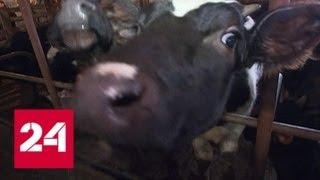 Подмосковную ферму превратили в концлагерь для животных - Россия 24