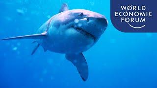 How is AI protecting the great white sharks